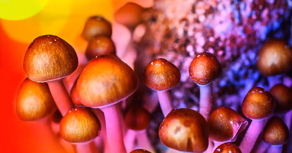Magic Mushrooms